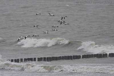 Bergeend / Common Shelduck