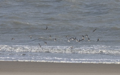 Bonte Strandloper / Dunlin