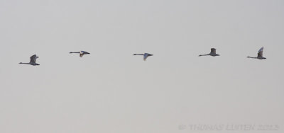 Wilde Zwaan / Whooper Swan
