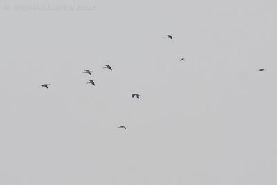 Ooievaar / White Stork