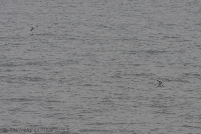 Reuzenstern / Caspian Tern