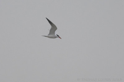 Reuzenstern / Caspian Tern