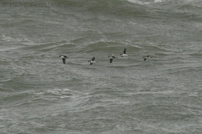 Kleine Alk / Little Auk