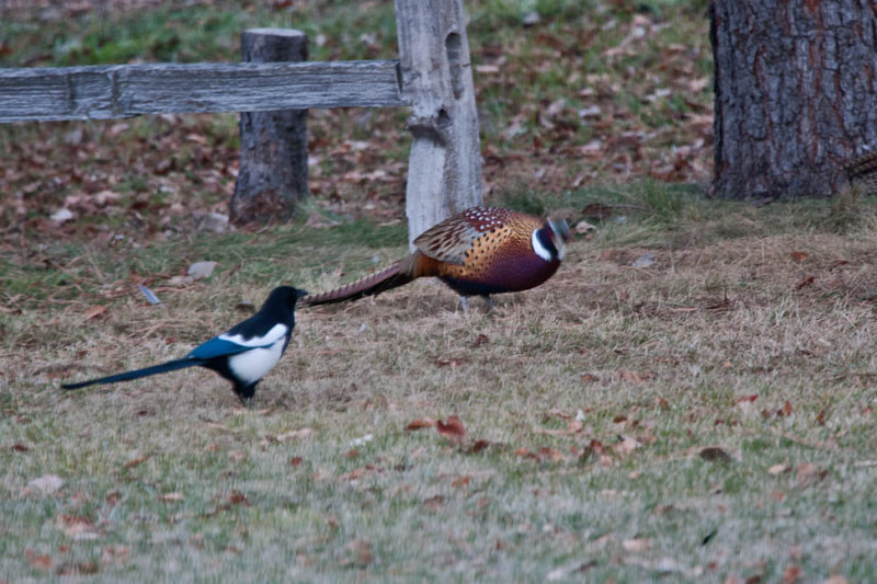 7714 Pheasant and magpie