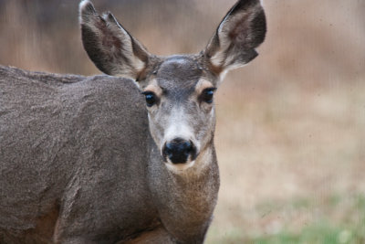 7540 Deer head shot.