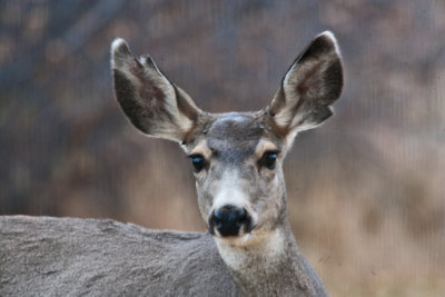 7541 Deer head shot.