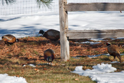 7666 Turkey or Pheasant for Thanksgiving?