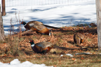 7667  Turkey or Pheasant for Thanksgiving?
