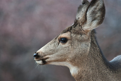 7718 Deer.jpg