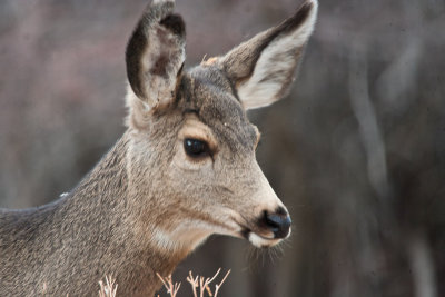 7720 Deer
