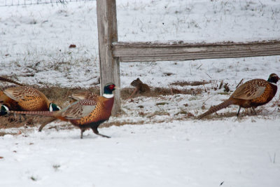 7767 Freddy pretending he's a pheasant...they're not buying it.