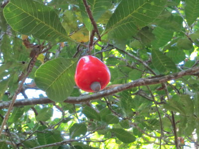 Cashew fruit -- one nut per fruit!