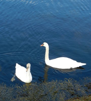 Fort William Swans