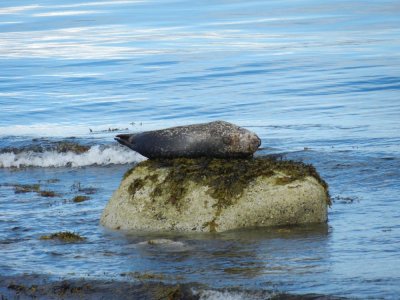 Sleeping Seal.