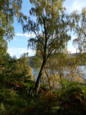 Loch Rannoch 