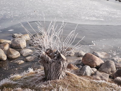 Frosty Stump