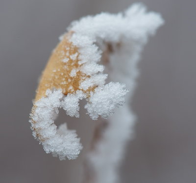 Frosty Morn