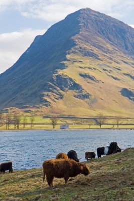 Highland Cattle grazing on the shores of Buttermere