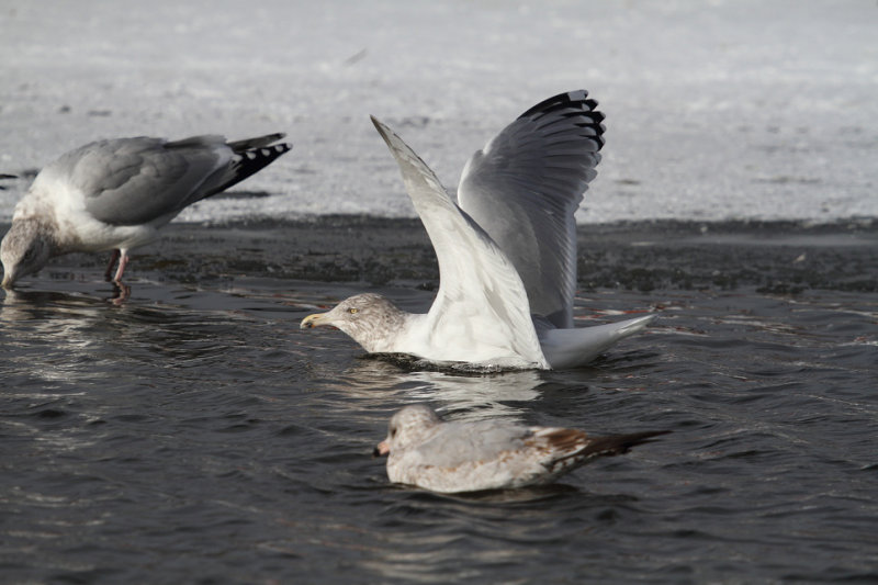 SmithsonianGull_nearad_Newfoundland_20130125_071.JPG