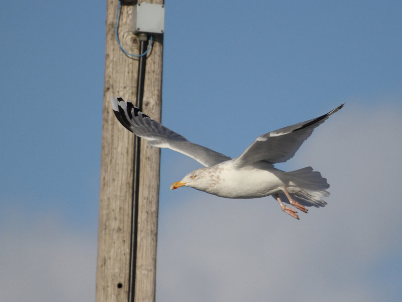 SmithsonianGull_nearadult_Newfoundland_20130123_147.JPG