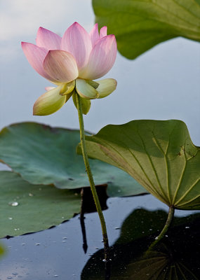 Lotus Blossom 8 (2006)