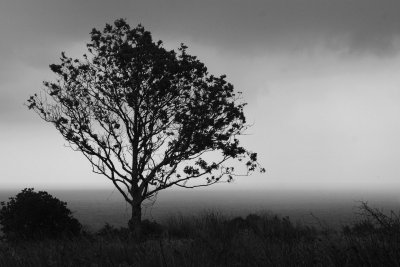 Windblown