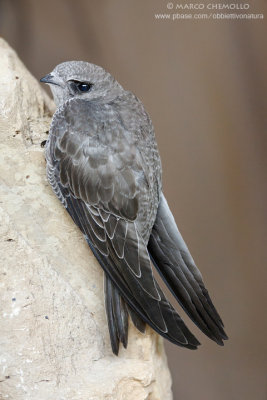 Pallid Swift - Rondone pallido (Apus pallidus)