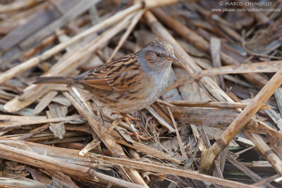 Dunnock - Passera scopaiola (Prunella modularis)