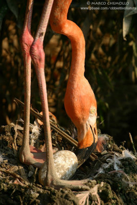 Flamingo - Fenicottero Phoenicopterus sp