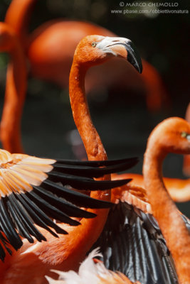 American Flamingo - Fenicottero rosso (Phoenicopterus ruber)