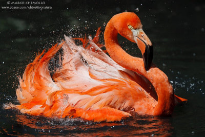 American Flamingo - Fenicottero rosso (Phoenicopterus ruber)
