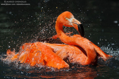 American Flamingo - Fenicottero rosso (Phoenicopterus ruber)