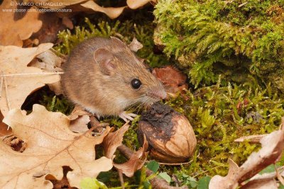 Apodemus sylvaticus