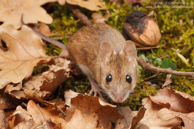 Apodemus sylvaticus
