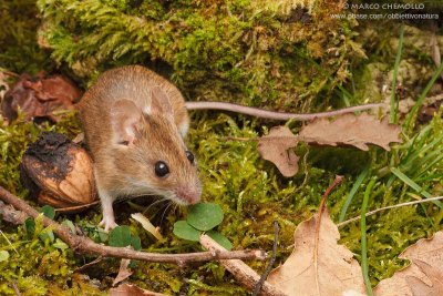 Apodemus sylvaticus