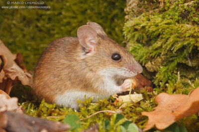 Apodemus sylvaticus