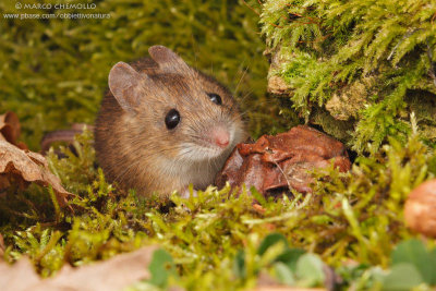 Apodemus sylvaticus