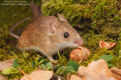 Apodemus sylvaticus