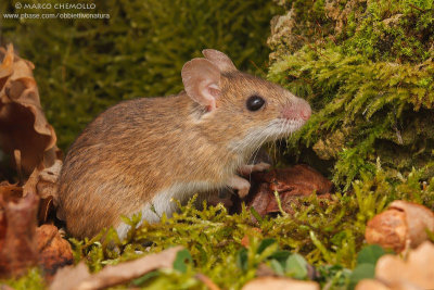 Apodemus sylvaticus