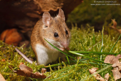 Apodemus sylvaticus