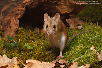 Apodemus sylvaticus