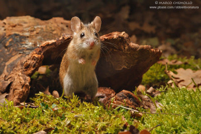 Apodemus sylvaticus