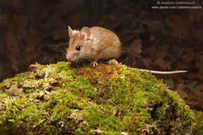 Apodemus sylvaticus