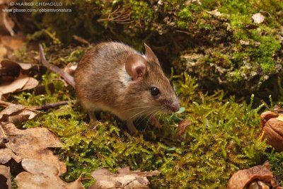 Apodemus sylvaticus