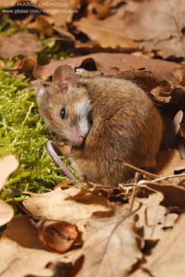 Apodemus sylvaticus