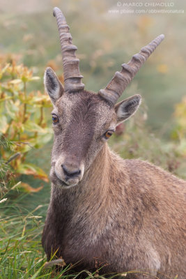 Ibex - Stambecco (T9ZQ8110.jpg)