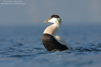 Eider - Edredone (Somateria mollissima)