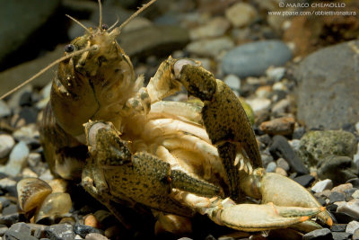 American crayfish - Gambero Americano (Orconectes limosus)