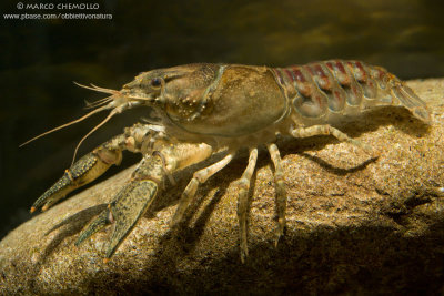 American crayfish - Gambero Americano (Orconectes limosus)