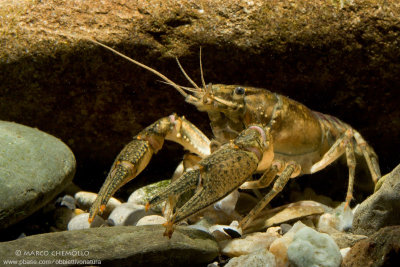 American crayfish - Gambero Americano (Orconectes limosus)